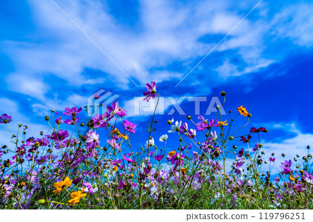 Cosmos fields in Saitama 119796251