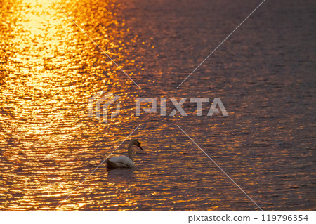 wildilife in  Balaton Felvideki reservation, Hungary 119796354