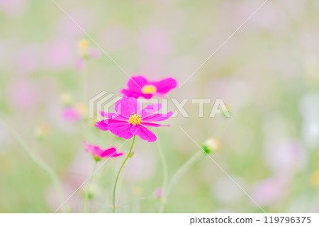 Cosmos fields in Saitama 119796375