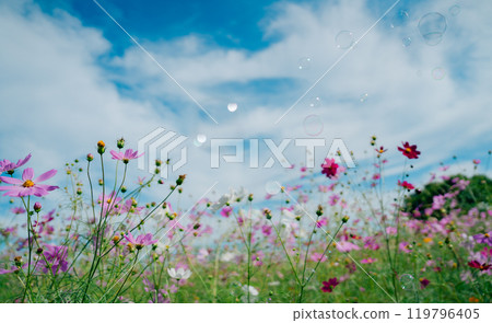 Cosmos fields in Saitama Cosmos fields in Saitama 119796405