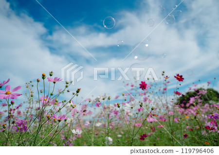 埼玉縣的波斯菊田 119796406