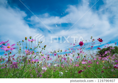 Cosmos fields in Saitama Cosmos fields in Saitama 119796407