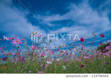 Cosmos fields in Saitama Cosmos fields in Saitama 119796408