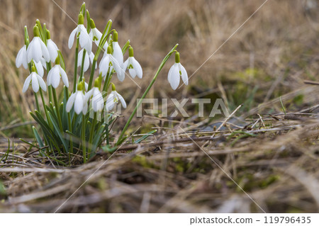 Snowdrops, Podyji, Southern Moravia, Czech Republic 119796435