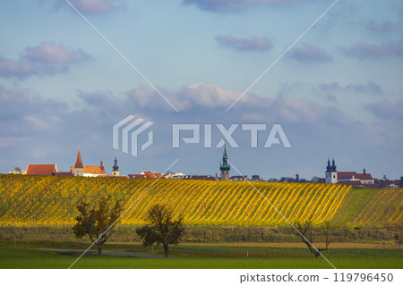 Autumn vineyard Kravi hora, Znojmo region, Southern Bohemia, Czech Republic 119796450