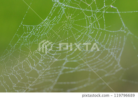 在早晨露水變濕的蜘蛛網 在早晨露水變濕的蜘蛛網 119796689