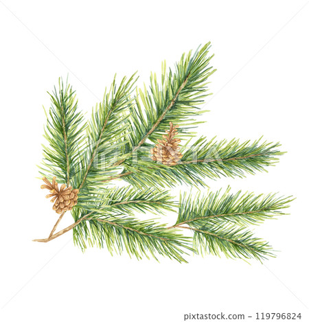 A green spruce branch with needles and small brown pinecones. Fir, cedar, pine watercolor twig. Isolated clipart for festive gift wrapping, eco-conscious packaging, and winter wedding invitations A green spruce branch with needles and small brown pinecones. Fir, cedar, pine watercolor twig. Isolated clipart for festive gift wrapping, eco-conscious packaging, and winter wedding invitations 119796824