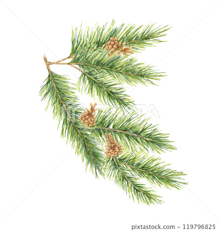 A detailed green spruce branch with soft needles and brown pinecones. Fir, cedar, pine watercolor twig. Isolated clipart for eco-friendly packaging, winter decor items, and holiday stationery designs A detailed green spruce branch with soft needles and brown pinecones. Fir, cedar, pine watercolor twig. Isolated clipart for eco-friendly packaging, winter decor items, and holiday stationery designs 119796825