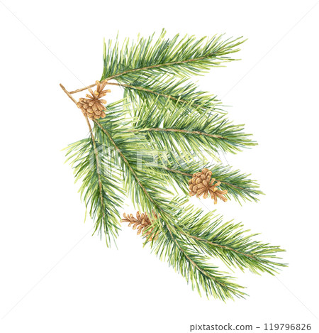 A green spruce branch with pinecones. Isolated fir, pine, cedar watercolor clipart, great for holiday cards, winter-themed packaging, natural skincare product labels, or festive decor A green spruce branch with pinecones. Isolated fir, pine, cedar watercolor clipart, great for holiday cards, winter-themed packaging, natural skincare product labels, or festive decor 119796826