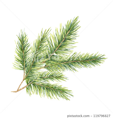 A green spruce branch with fine, detailed needles. Fir, pine, cedar watercolor clipart. This illustration works well for holiday gift wrap, natural product branding, and winter wedding stationery A green spruce branch with fine, detailed needles. Fir, pine, cedar watercolor clipart. This illustration works well for holiday gift wrap, natural product branding, and winter wedding stationery 119796827