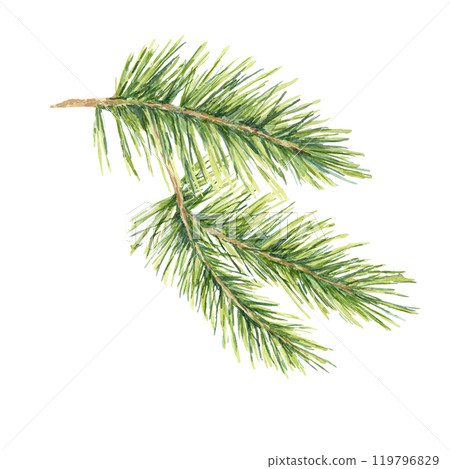A single green spruce twig. Cedar, pine, fir branch. Isolated watercolor clipart, perfect for festive greeting cards, eco-friendly product packaging, winter decor, or nature-themed event invitations 119796829