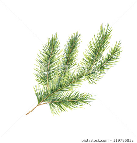 A detailed green spruce branch with soft, textured needles. Isolated fir watercolor illustration. Ideal for use in Christmas cards, winter-themed patterns, and natural decor-inspired packaging designs A detailed green spruce branch with soft, textured needles. Isolated fir watercolor illustration. Ideal for use in Christmas cards, winter-themed patterns, and natural decor-inspired packaging designs 119796832