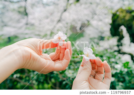 Beautiful cherry blossoms at Adachi Ward Agricultural Park 119796937