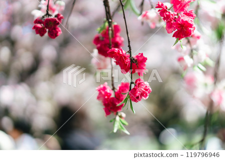 足立區農業公園美麗的櫻花 足立區農業公園美麗的櫻花 119796946