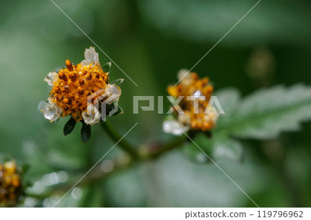 Yellow taucophyllum flower Yellow taucophyllum flower 119796962