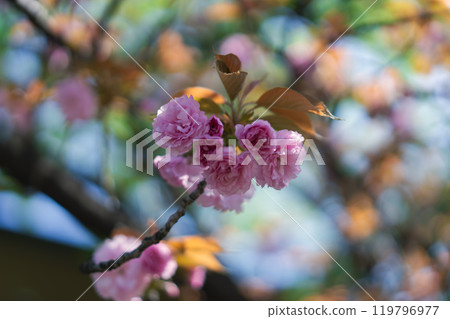 足立區農業公園美麗的櫻花 119796977