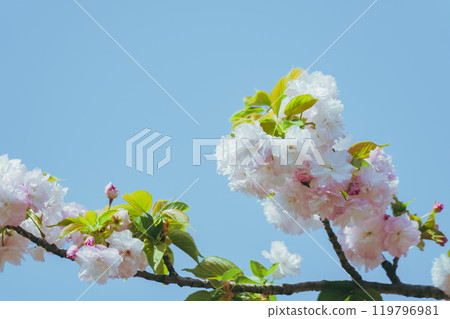 Beautiful cherry blossoms at Adachi Ward Agricultural Park 119796981