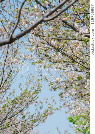 足立區農業公園美麗的櫻花 足立區農業公園美麗的櫻花 119796997