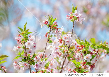Beautiful cherry blossoms at Adachi Ward Agricultural Park 119796999