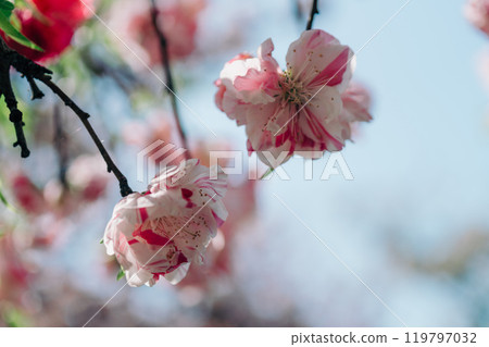 足立區農業公園美麗的櫻花 足立區農業公園美麗的櫻花 119797032