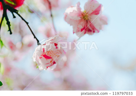 Beautiful cherry blossoms at Adachi Ward Agricultural Park Beautiful cherry blossoms at Adachi Ward Agricultural Park 119797033