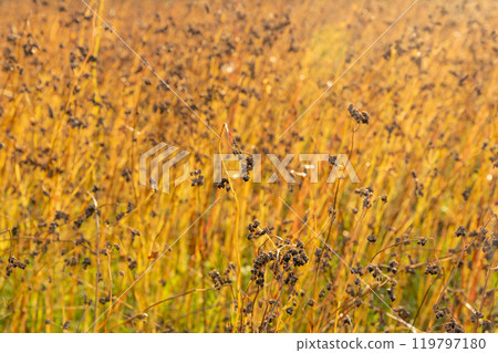 Buckwheat seeds at harvest time (Mogami-Wase) Buckwheat seeds at harvest time (Mogami-Wase) 119797180