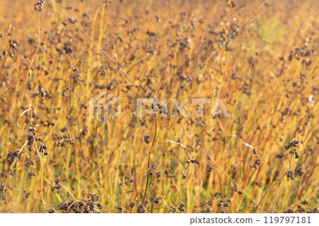 Buckwheat seeds at harvest time (Mogami-Wase) Buckwheat seeds at harvest time (Mogami-Wase) 119797181