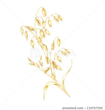 Oat stems and dry herbs bouquet with multiple golden-yellow grains hanging loosely. Watercolor clipart design for healthy food branding, eco-friendly packaging, or natural wellness products Oat stems and dry herbs bouquet with multiple golden-yellow grains hanging loosely. Watercolor clipart design for healthy food branding, eco-friendly packaging, or natural wellness products 119797394