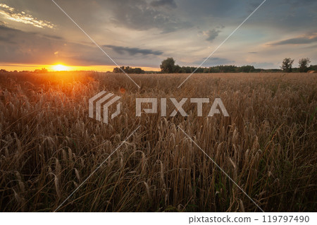 Sunset with clouds over a grain field, summer view in eastern Poland Sunset with clouds over a grain field, summer view in eastern Poland 119797490
