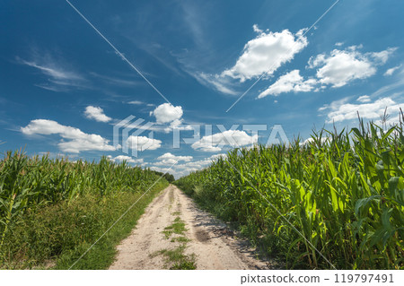 Road in corn field and white clouds on blue sky, summer in eastern Poland Road in corn field and white clouds on blue sky, summer in eastern Poland 119797491