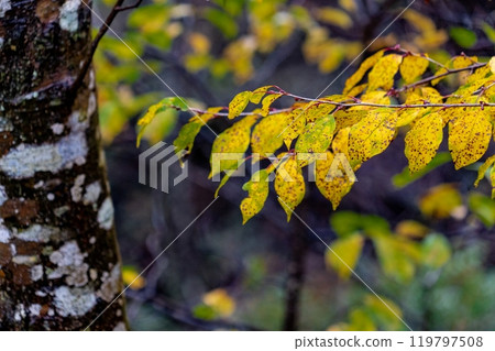 秋天的落葉 119797508