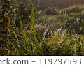 Cobwebs among wild grass. Natural light, dawn. The fragility of nature. Drops of morning dew on a spider web. 119797593