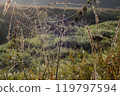 Cobwebs among wild grass. Natural light, dawn. The fragility of nature. Drops of morning dew on a spider web. 119797594