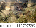 Dew drops on the web glitter in the sun. Halloween mystical backgroun. A spider web in a meadow. Bokeh effect. Play of sun glare. Sunny iridescence. Dawn light. Screensaver with spiderwebs. 119797595