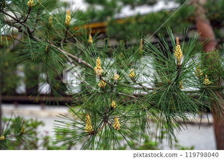 松樹在花園裡 119798040