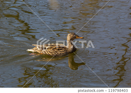 female mallard duck anas platyrhynchos swimming female mallard duck anas platyrhynchos swimming 119798403