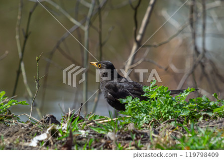 eurasian blackbird aka turdus merula is searching for food in forest eurasian blackbird aka turdus merula is searching for food in forest 119798409