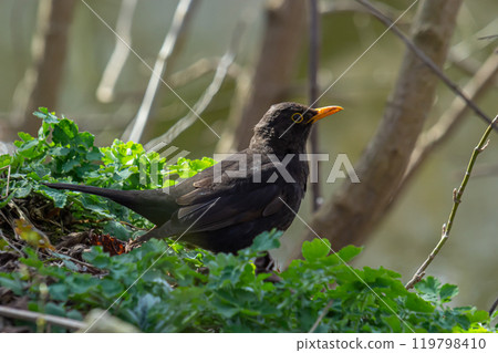 eurasian blackbird aka turdus merula is searching for food in forest 119798410