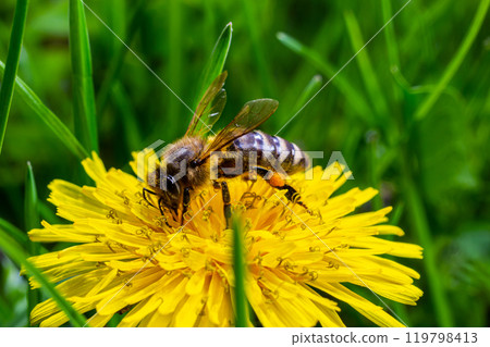 A bee collects pollen near a flower. A bee flies over a flower in a blur background A bee collects pollen near a flower. A bee flies over a flower in a blur background 119798413