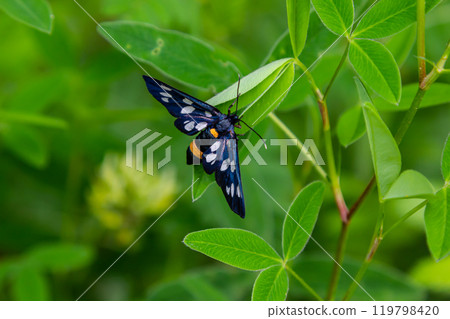 In the wild on the plant butterfly Amata phegea 119798420