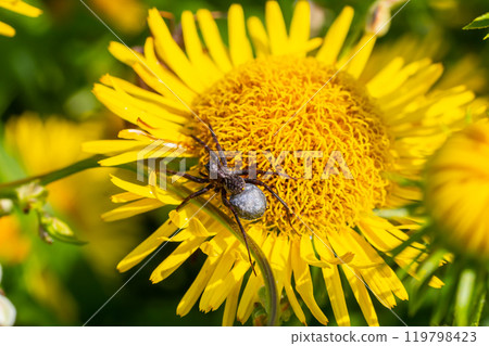 Macro shot of a wolf spider Pardosa lugubris on a green leaf in the forest 119798423