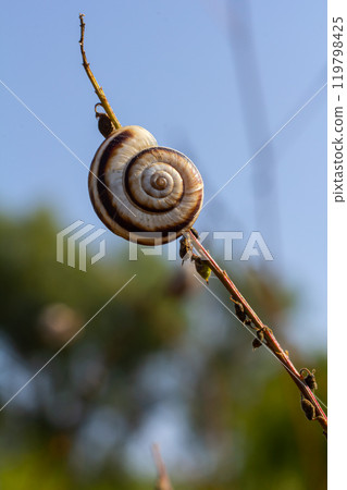 Heath snail Helicella itala banded form, a species of medium-sized, air-breathing land snail, a terrestrial pulmonate gastropod mollusk in the family Geomitridae, the hairy snails and their allies Heath snail Helicella itala banded form, a species of medium-sized, air-breathing land snail, a terrestrial pulmonate gastropod mollusk in the family Geomitridae, the hairy snails and their allies 119798425