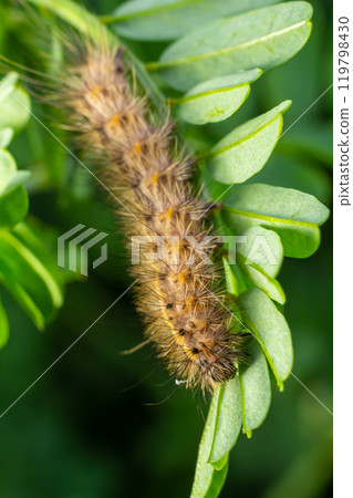 Hairy caterpillar on juicy fresh green leaves. Furry caterpillar against soft blurred background Hairy caterpillar on juicy fresh green leaves. Furry caterpillar against soft blurred background 119798430