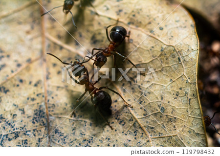 Fourmi rousse des bois Formica rufa in its natural element Fourmi rousse des bois Formica rufa in its natural element 119798432