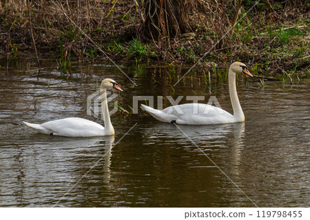 A white mute swan swims on a calm body of water. The water is blue. The swan has slightly raised its wings A white mute swan swims on a calm body of water. The water is blue. The swan has slightly raised its wings 119798455