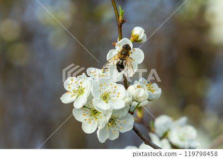 A Bee Sips Sweet Nectar from Plum Blossoms 119798458