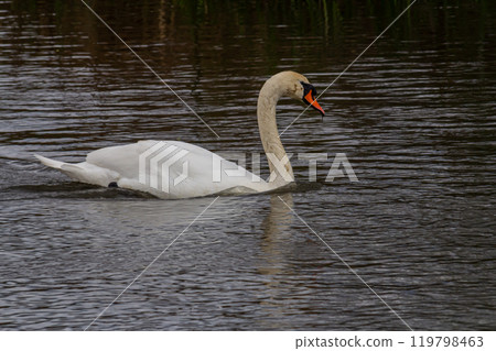 A white mute swan swims on a calm body of water. The water is blue. The swan has slightly raised its wings 119798463