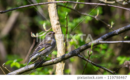 Colorful greenfinch bird Chloris chloris singing in Springtime 119798467