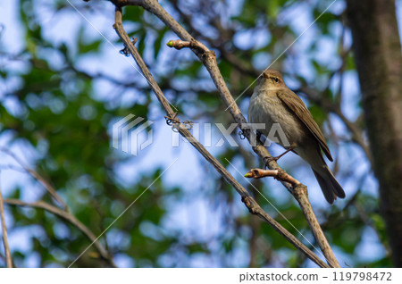 Chiffchaff, Phylloscopus collybita, perched on a tree branch 119798472