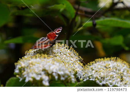 Colourful European Common Peacock Butterfly Aglais io 119798473